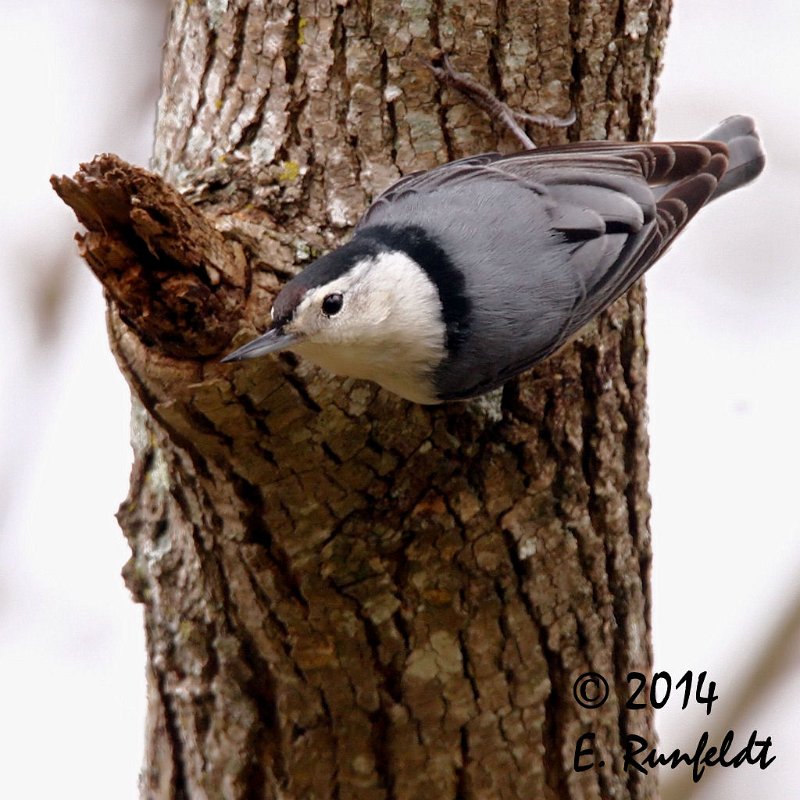20Dec-CBC 520A.jpg - White-breasted Nuthatch